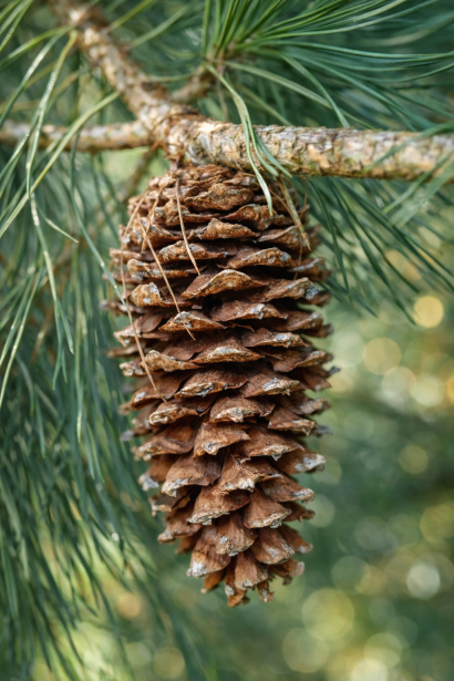 Pinus flexilis Вандервулф Пірамід полив